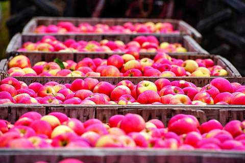 Подготовка хранилищ к длительному хранению яблок