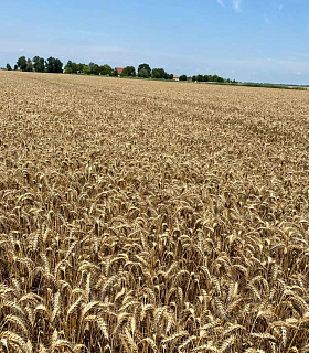Обзор новых сортов озимой пшеницы