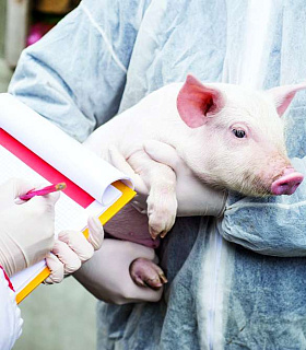 Респираторные болезни свиней
