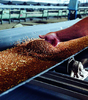 Зерновой фураж в фермерских кормоцехах