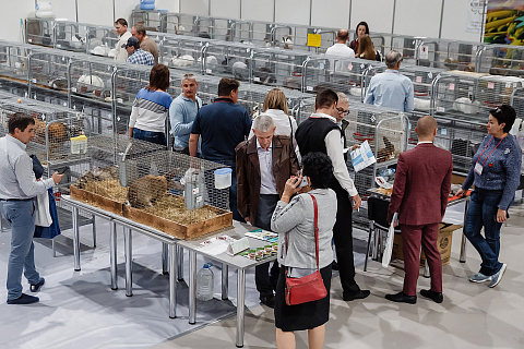 Конкурс кроликов и породной птицы на выставке «МинводыАГРО» - 2022 