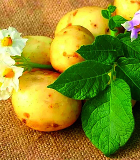 Минеральное питание картофеля