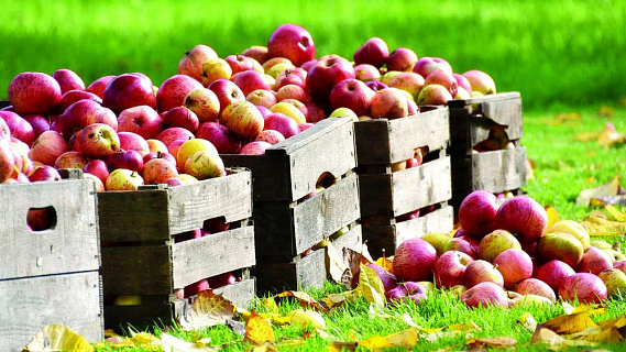 Яблоки: как сохранить урожай свежим