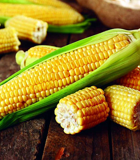 Уборка и послеуборочная обработка кукурузы
