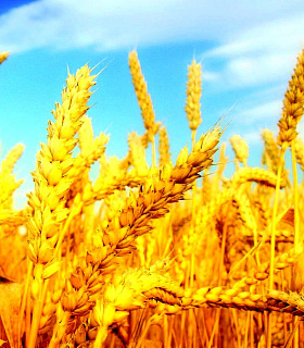 Защита пшеницы от микотоксинов